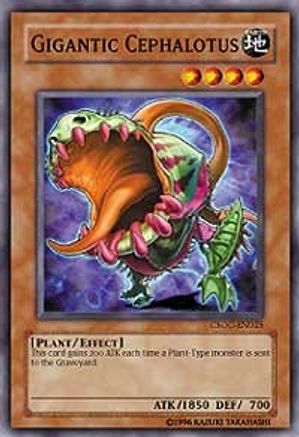 Gigantic Cephalotus (CSOC-EN025) - Crossroads of Chaos 1st Edition